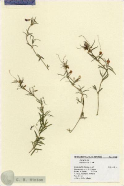 URN_catalog_HBHinton_herbarium_18208.jpg.jpg