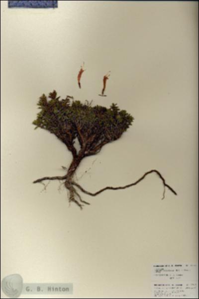 URN_catalog_HBHinton_herbarium_27019.jpg.jpg