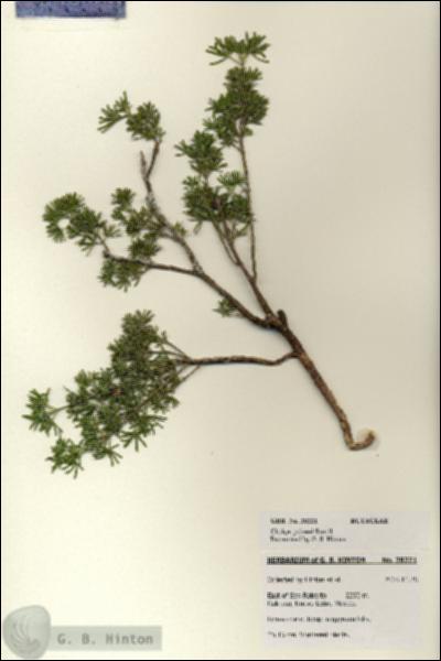 URN_catalog_HBHinton_herbarium_28221.jpg.jpg