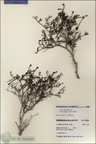 URN_catalog_HBHinton_herbarium_28401.jpg.jpg