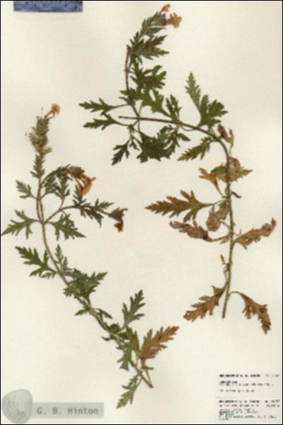 URN_catalog_HBHinton_herbarium_24037.jpg.jpg