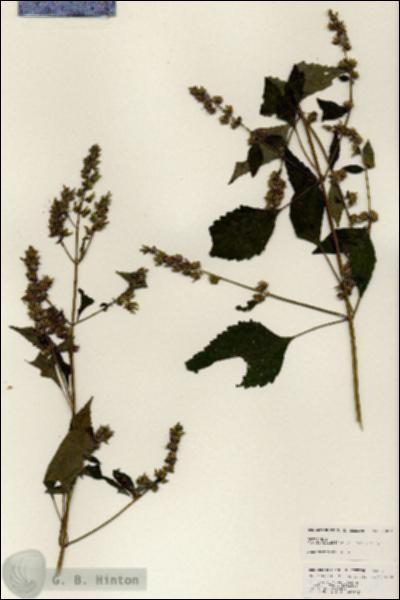 URN_catalog_HBHinton_herbarium_25011.jpg.jpg