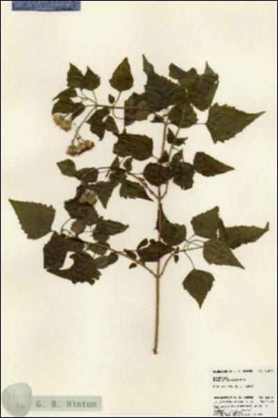 URN_catalog_HBHinton_herbarium_23879.jpg.jpg