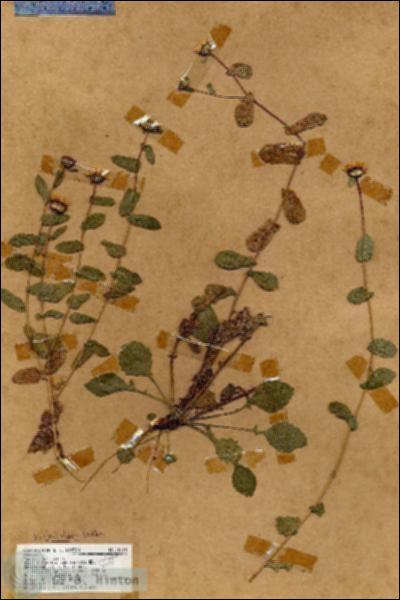 URN_catalog_HBHinton_herbarium_18618.jpg.jpg