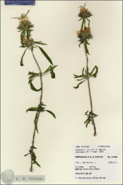 URN_catalog_HBHinton_herbarium_27958.jpg.jpg