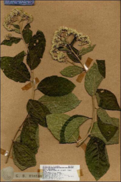 URN_catalog_HBHinton_herbarium_19010.jpg.jpg