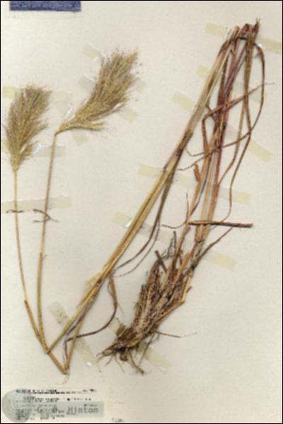 URN_catalog_HBHinton_herbarium_19885.jpg.jpg