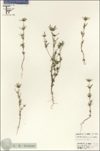 URN_catalog_HBHinton_herbarium_25580.jpg.jpg