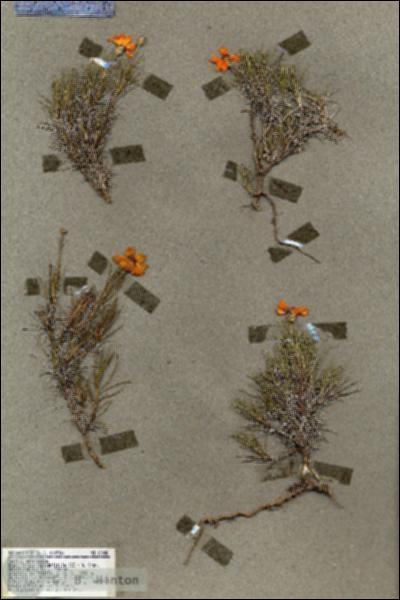 URN_catalog_HBHinton_herbarium_19088.jpg.jpg