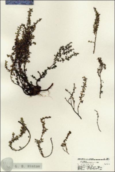 URN_catalog_HBHinton_herbarium_22534.jpg.jpg