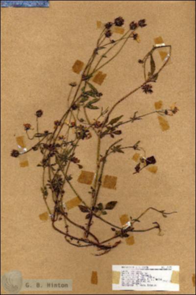 URN_catalog_HBHinton_herbarium_17633.jpg.jpg