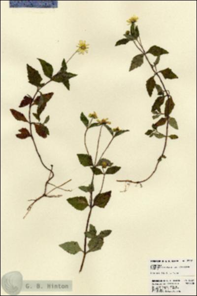 URN_catalog_HBHinton_herbarium_23207.jpg.jpg