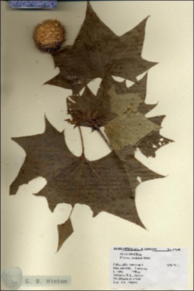 URN_catalog_HBHinton_herbarium_17649.jpg.jpg