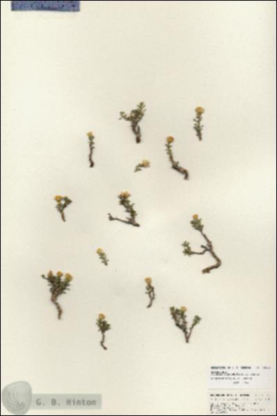 URN_catalog_HBHinton_herbarium_25984.jpg.jpg