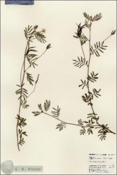 URN_catalog_HBHinton_herbarium_24225.jpg.jpg