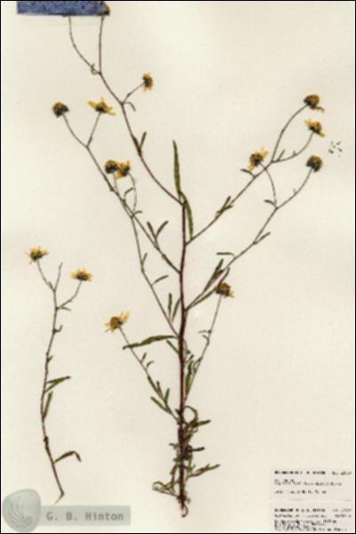 URN_catalog_HBHinton_herbarium_23930.jpg.jpg