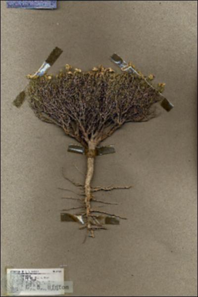 URN_catalog_HBHinton_herbarium_19536.jpg.jpg