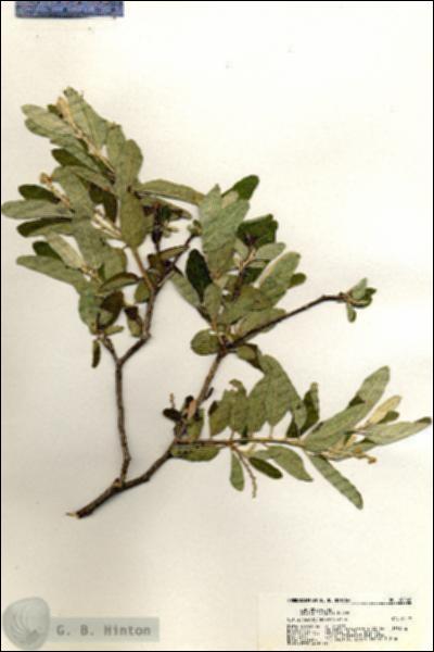 URN_catalog_HBHinton_herbarium_20802.jpg.jpg
