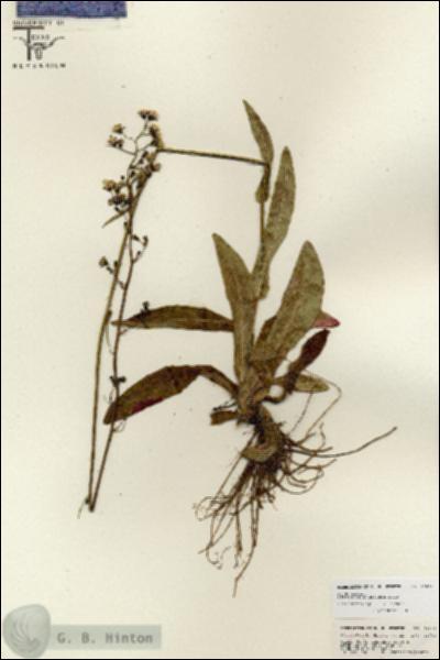 URN_catalog_HBHinton_herbarium_26832.jpg.jpg