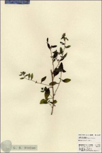 URN_catalog_HBHinton_herbarium_23509.jpg.jpg