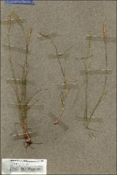 URN_catalog_HBHinton_herbarium_19863.jpg.jpg