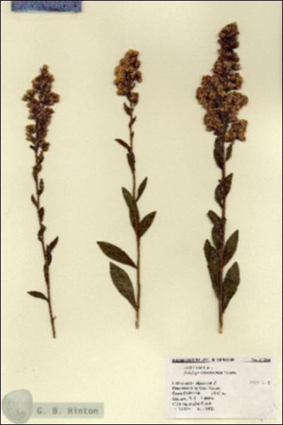 URN_catalog_HBHinton_herbarium_17264.jpg.jpg