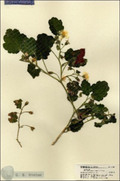 URN_catalog_HBHinton_herbarium_21835.jpg.jpg
