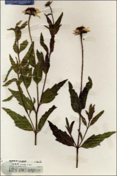 URN_catalog_HBHinton_herbarium_19675.jpg.jpg