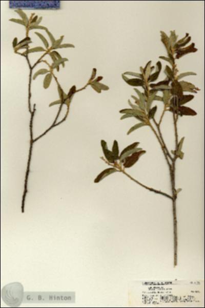 URN_catalog_HBHinton_herbarium_21150.jpg.jpg