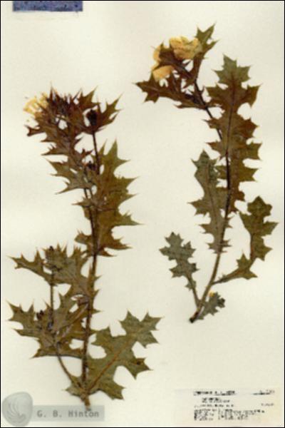 URN_catalog_HBHinton_herbarium_21188.jpg.jpg