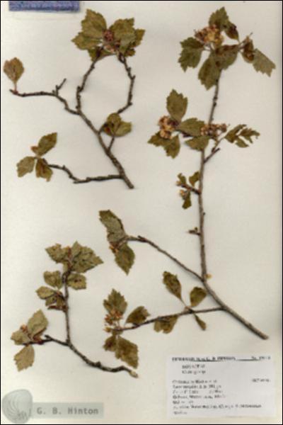 URN_catalog_HBHinton_herbarium_19114.jpg.jpg