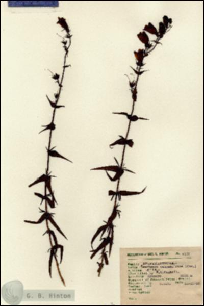 URN_catalog_HBHinton_herbarium_2113.jpg.jpg