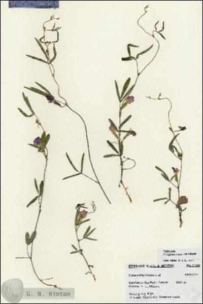 URN_catalog_HBHinton_herbarium_27188.jpg.jpg