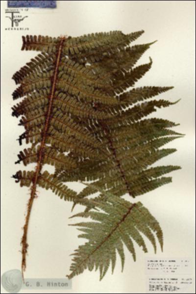 URN_catalog_HBHinton_herbarium_26077.jpg.jpg
