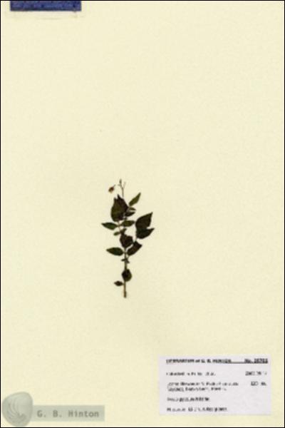 URN_catalog_HBHinton_herbarium_28705.jpg.jpg