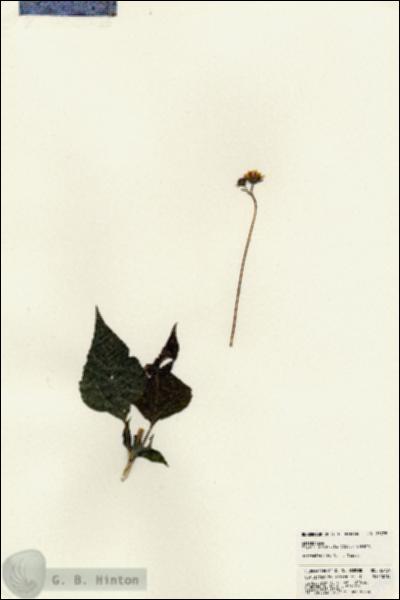 URN_catalog_HBHinton_herbarium_23729.jpg.jpg