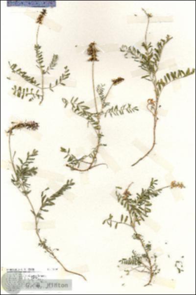URN_catalog_HBHinton_herbarium_19254.jpg.jpg