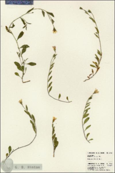 URN_catalog_HBHinton_herbarium_23148.jpg.jpg