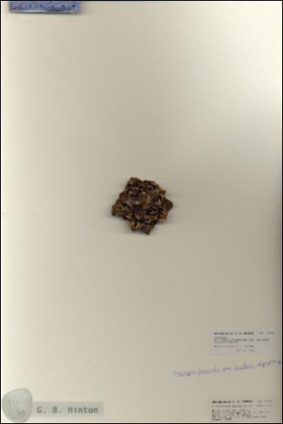 URN_catalog_HBHinton_herbarium_25731.jpg.jpg