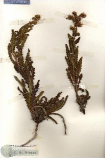 URN_catalog_HBHinton_herbarium_19222.jpg.jpg