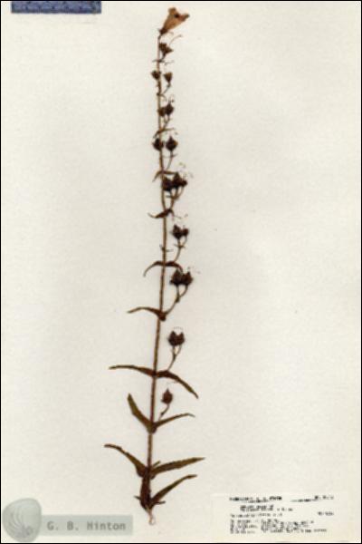 URN_catalog_HBHinton_herbarium_20512.jpg.jpg