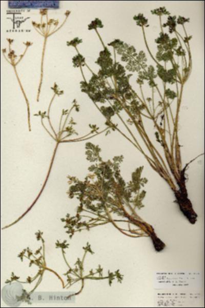 URN_catalog_HBHinton_herbarium_26796.jpg.jpg
