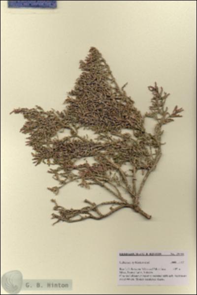 URN_catalog_HBHinton_herbarium_28799.jpg.jpg