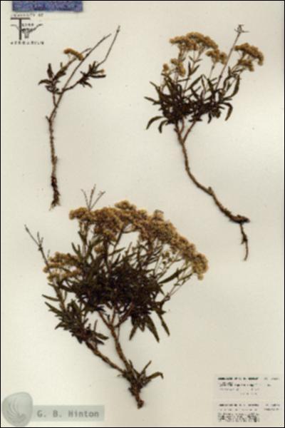 URN_catalog_HBHinton_herbarium_26386.jpg.jpg