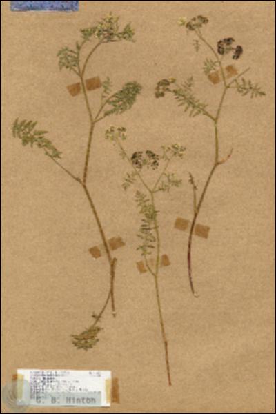 URN_catalog_HBHinton_herbarium_17852.jpg.jpg