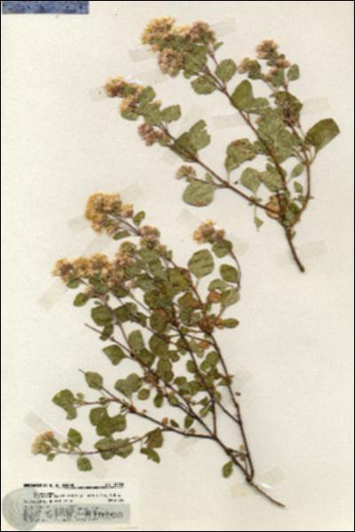 URN_catalog_HBHinton_herbarium_19903.jpg.jpg