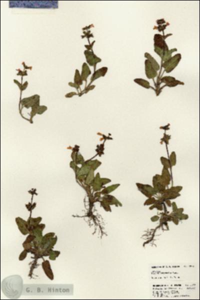 URN_catalog_HBHinton_herbarium_22978.jpg.jpg