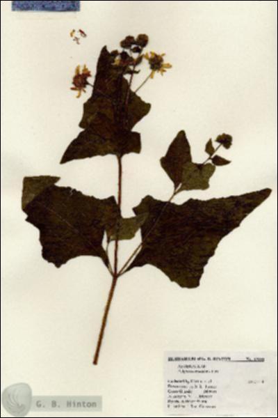 URN_catalog_HBHinton_herbarium_19038.jpg.jpg
