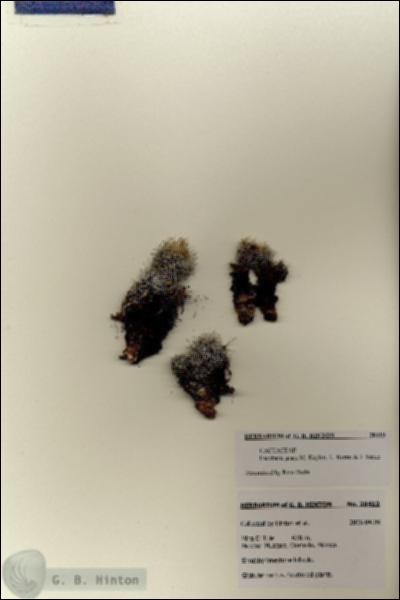 URN_catalog_HBHinton_herbarium_28419.jpg.jpg