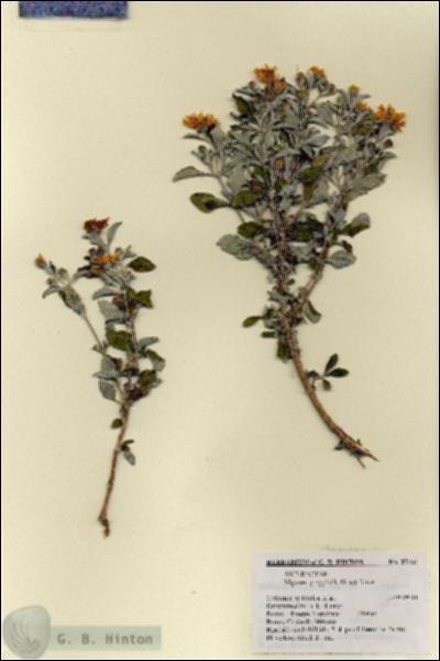 URN_catalog_HBHinton_herbarium_27461.jpg.jpg